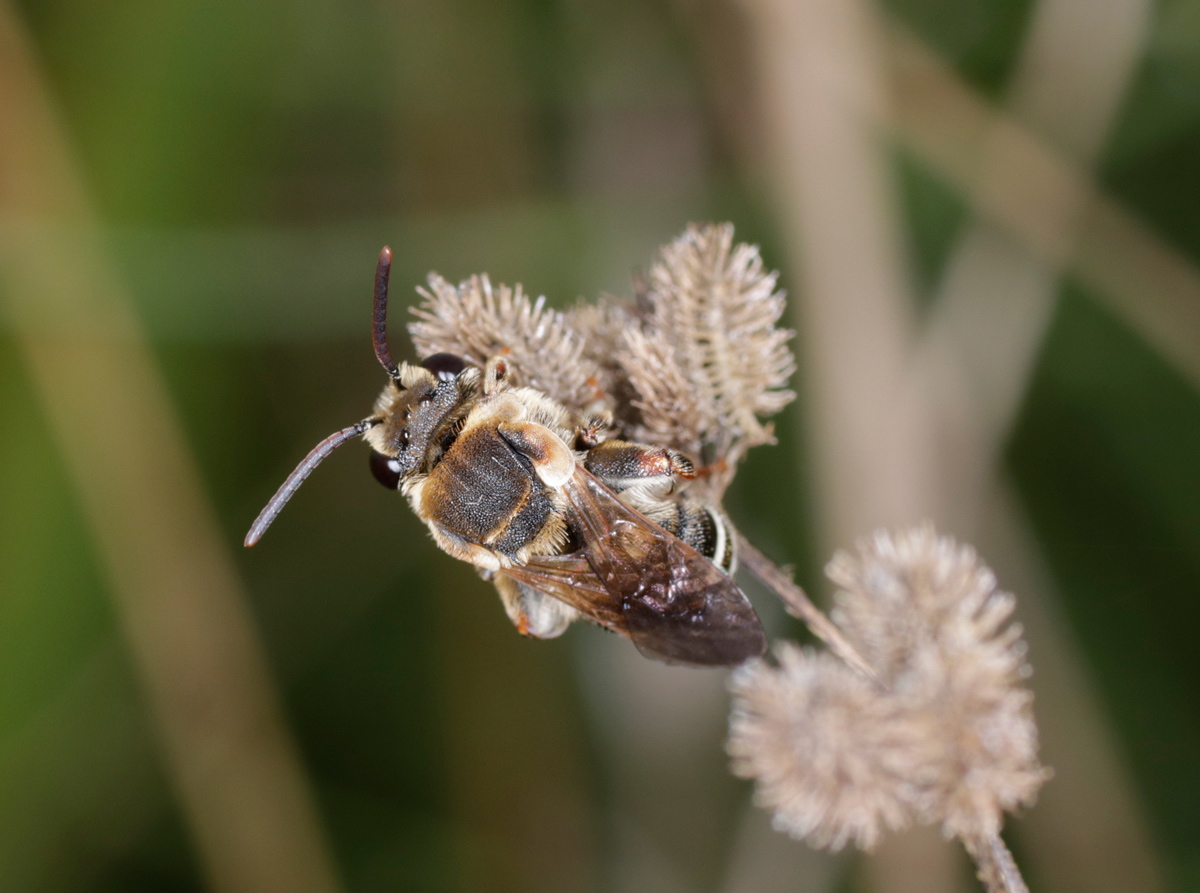Apidae Halictinae: Nomiapis cfr. diversipes, maschio